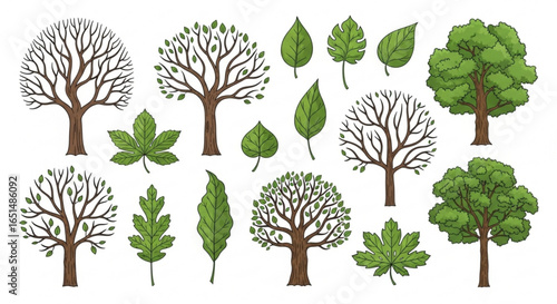Variety of Trees and Leaves, Hand-Drawn Botanical Illustration on White
