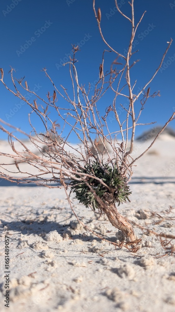 Obraz premium grass in desert sand