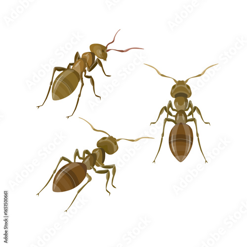 Oriental cockroach vector