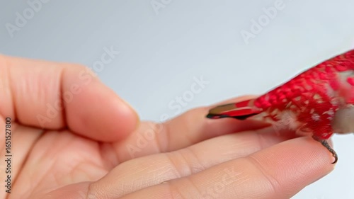 Red hummingbird perched on a human hand