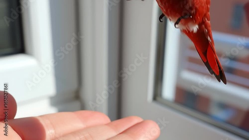 Rufous hummingbird resting on a hand