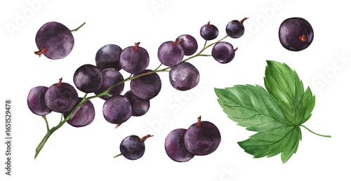 Watercolor set of blackcurrant illustrations with leaves and berries, isolated on white background