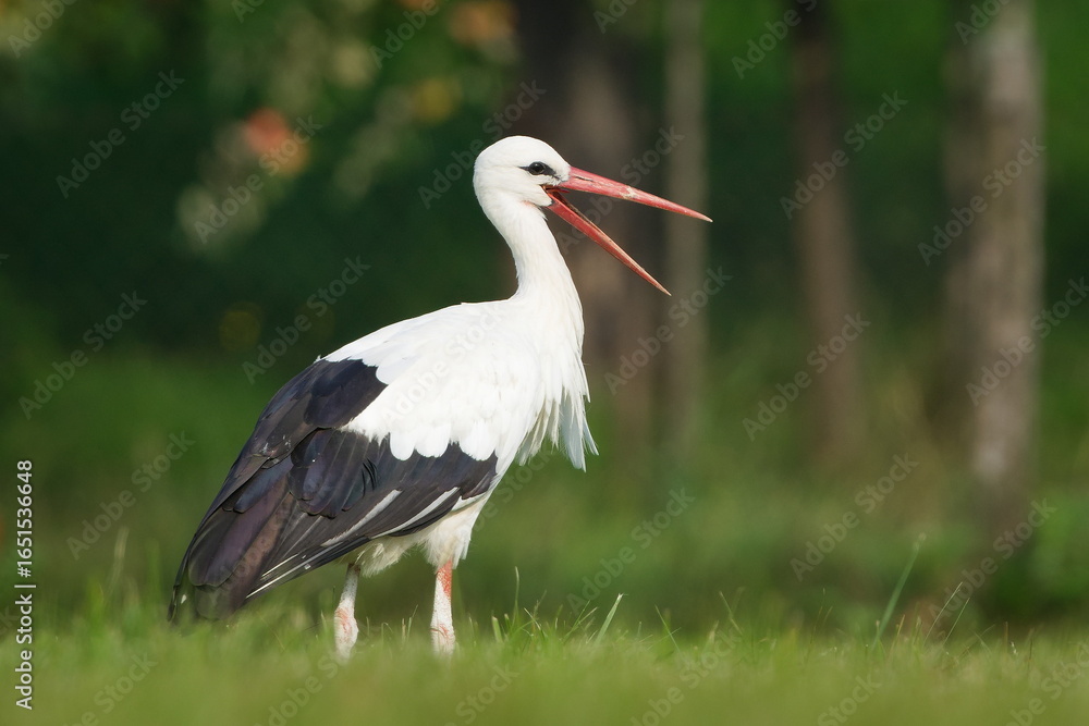 Fototapeta premium White stork (Ciconia ciconia) calling with visible tongue on meadow. Open beak. Nature of Czech republic.