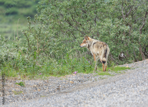 Wolf on the road