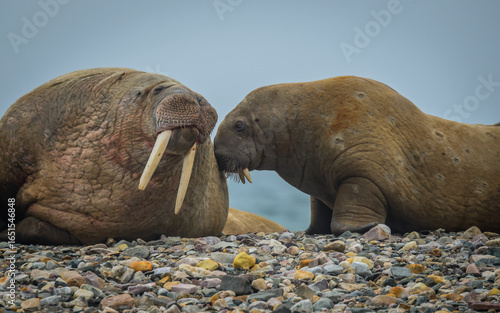 Walrus nudge