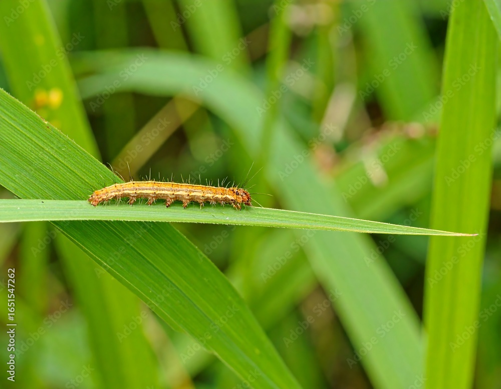 Fototapeta premium Orange caterpillar on green leaf