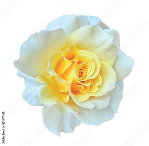 Elegant Rosa ‘Elina’ hybrid tea rose isolated on white, with creamy ivory petals blending into golden yellow, symbolizing purity, luxury, and romance, perfect for weddings, perfumes, and design.