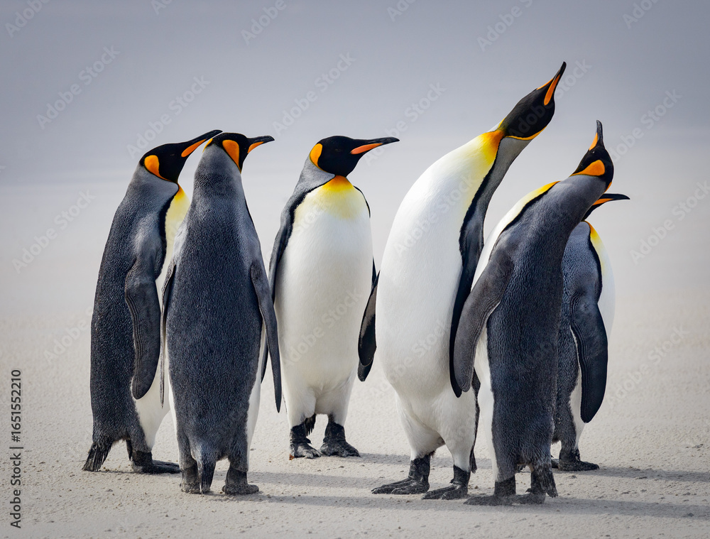 Fototapeta premium King Penguins Display