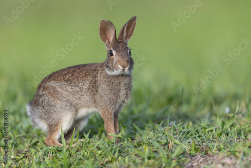Side view of Eastern Cottontail rabbit in green grass