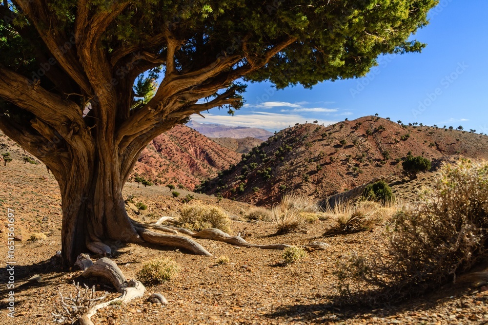 Obraz premium Desert landscape with tree and mountains.