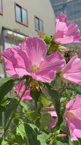 Panning shot of pink hibiscuses in a flowerbed on a sunny day