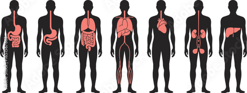 Silhouettes of seven human bodies showing internal organs and systems in red, educational medical vector illustration for anatomy, health, and biology learning themes