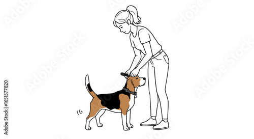 Woman attaching leash to a tri-color beagle dog's collar, outline illustration style.