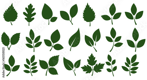 A collection of various green leaf vector graphics, rendered as transparent PNGs, ideal for nature-themed designs and adding organic elements to digital illustrations.