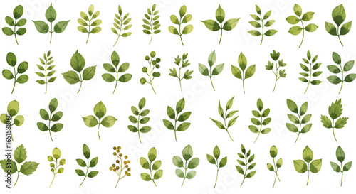 High-resolution PNG vector graphic featuring a collection of various watercolor leaves, perfect for design projects needing natural elements and botanical illustrations.