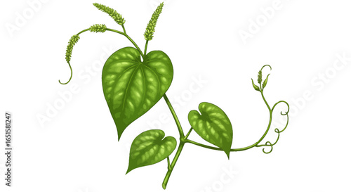 A vibrant green betel leaf vector illustration, isolated on a clean white background, showcasing its natural beauty and intricate details in a modern design.