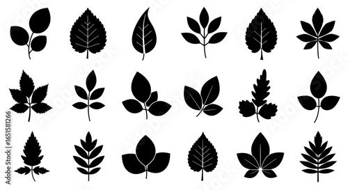 High-quality vector PNG illustrations of various leaves, perfect for design projects needing natural elements, offering a diverse collection of leaf silhouettes for seamless integration into your