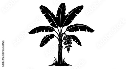 High-resolution vector illustration of a banana plant with leaves, flowers, and a bunch of bananas, perfect for various design projects, available as a PNG file.