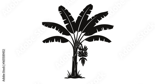 A striking black silhouette vector illustration of a tropical banana tree with large broad leaves and a hanging fruit bunch, isolated on white.