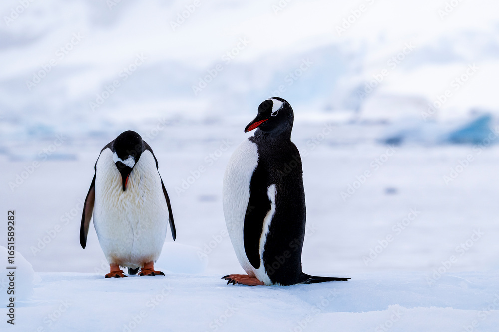 Fototapeta premium Gentoo penguin behavior on Iceberg in Antarctica