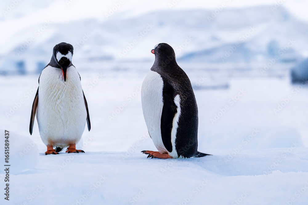 Fototapeta premium Gentoo penguin behavior on Iceberg in Antarctica