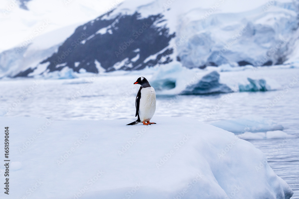 Obraz premium Gentoo penguin behavior on Iceberg in Antarctica