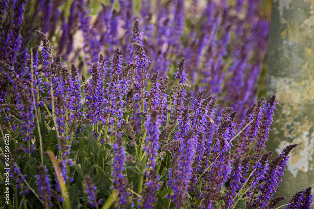 Obraz premium Field of Purple Wildflowers in Bloom