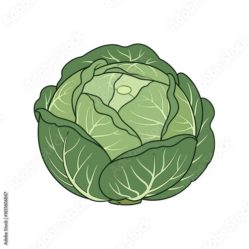 Outlined illustration of a head of green cabbage.