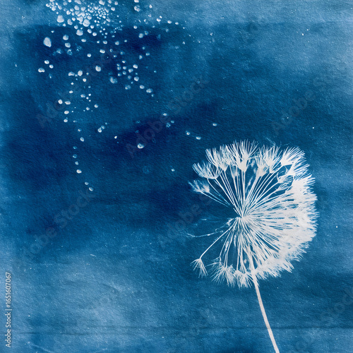 Dandelion and Stars - Abstract Sunprint Seed Head Against Grunge Blue Background