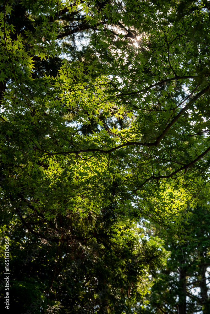 Obraz premium 鎌倉25815 寿福寺6 緑もみじ