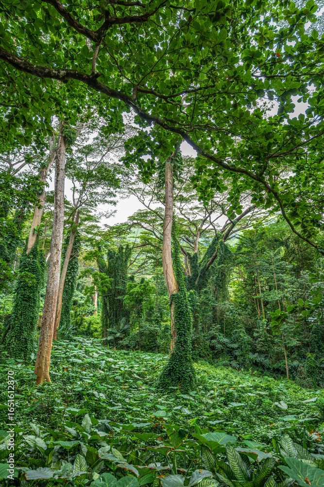 Fototapeta premium Along the Manoa Falls Trail on Oahu, Hawaii