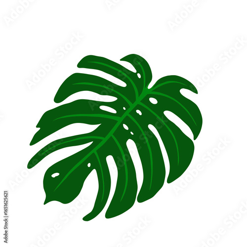 Monstera leaves