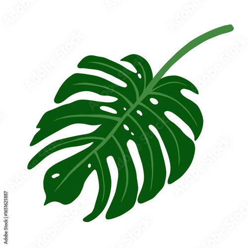 Monstera plant