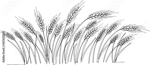 Elegant wheat field line art illustration showcasing the beauty