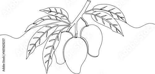Elegant single line drawing of mangoes hanging on a branch with