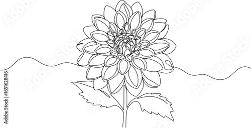 Elegant single line dahlia flower drawing, botanical illustratio