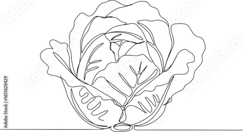Single line drawing of lettuce vegetable evoking simplicity and