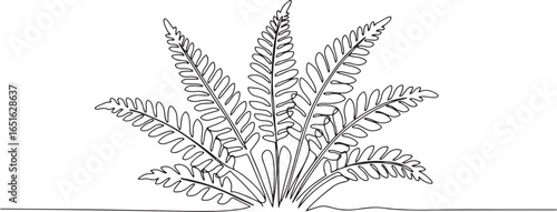 Elegant single line drawing of a Bird's Nest Fern plant, creatin