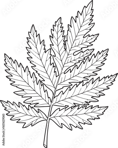 Elegant Eastern Red Cedar Leaf Line Art Illustration on White Ba