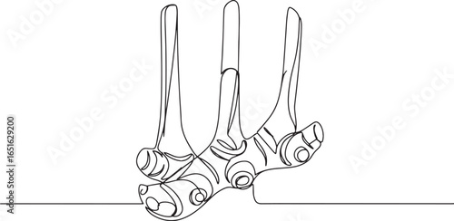 Elegant minimalistic single line drawing of aromatic galangal ro
