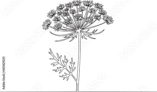Queen Anne's Lace delicate line drawing single continuous outlin