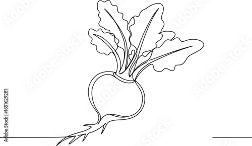Elegant line drawing illustration of a turnip with detailed leaf