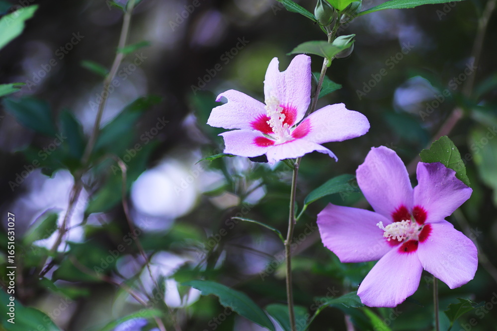 Naklejka premium 美しいムクゲの花