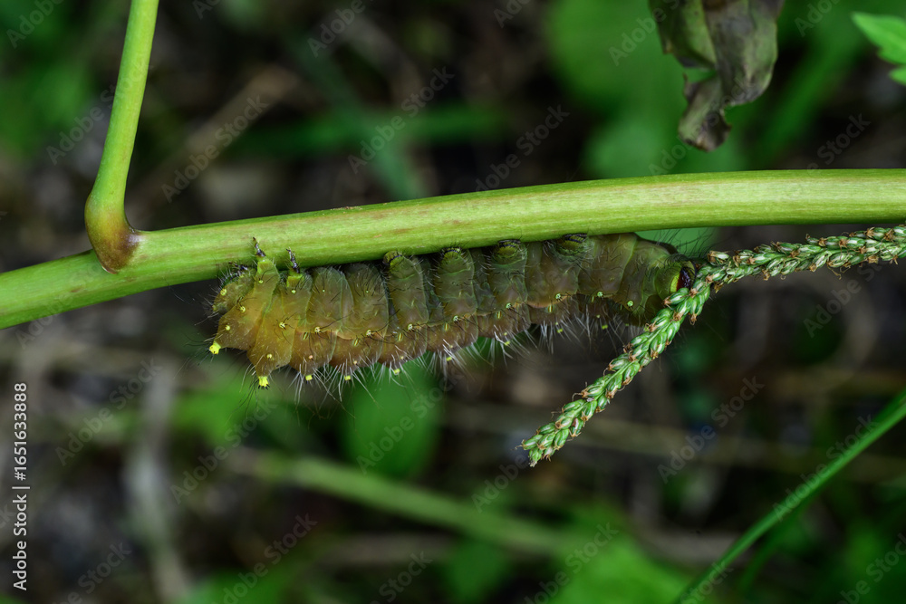 Fototapeta premium Caterpillar of Papilio machaon on green leaf