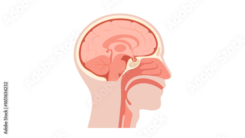Upper respiratory tract and brain
