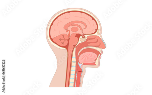 Upper respiratory tract and brain