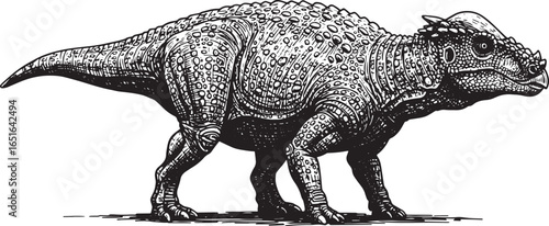 Detailed Woodcut Illustration of a Pachycephalosaurus Dinosaur o