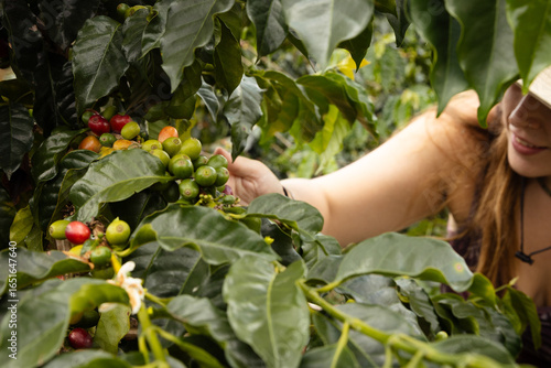 Tourist Interacting with the Coffee Harvesting Process