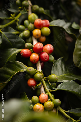 Closeup of Ripe and Unripe Coffee on a Branch