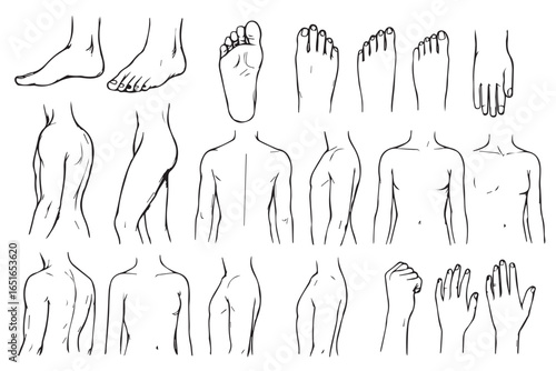 Detailed antique anatomical chart, vintage body diagram, anatomical illustration, medical anatomy reference anatomical healthcare lineart